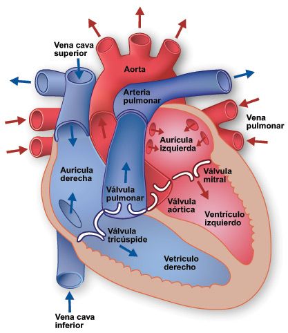 anatomía del corazón